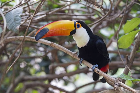 Toco toucan