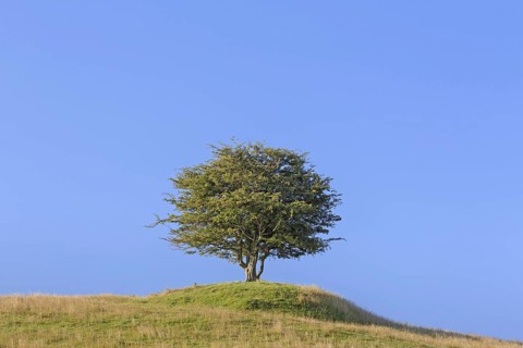 Solitary common hawthorn