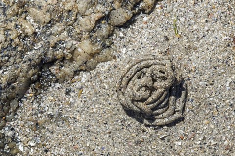 Lugworm