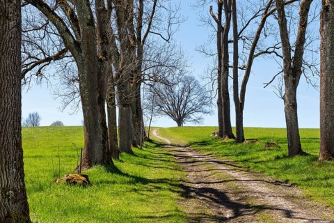 Forest path
