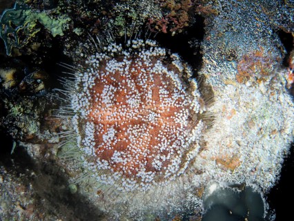 Red Sea fire urchin