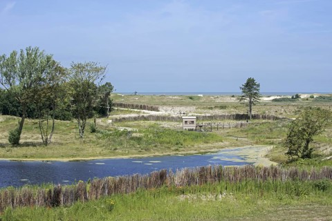 View over birdhide at pond in the Zwin Nature Park