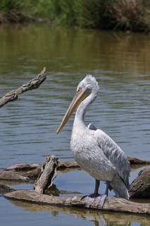 Pink-backed Pelican