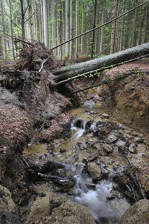 Storm damage in woodland showing fallen trees by water erosion along brook after hurricane passage