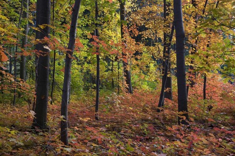 Northern red oak