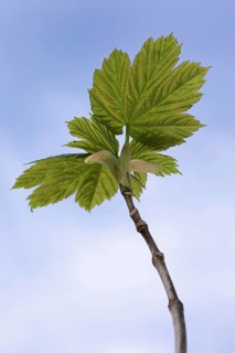 Sycamore Maple
