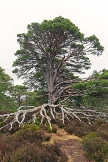Old Scots pine