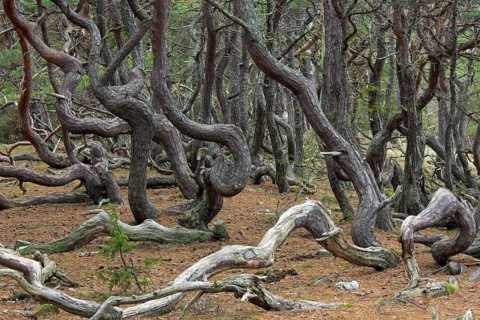 Windswept Scots pine