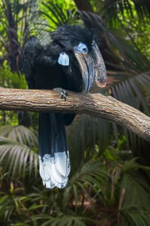 Black-casqued hornbill