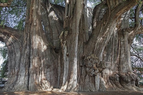 Tule Tree