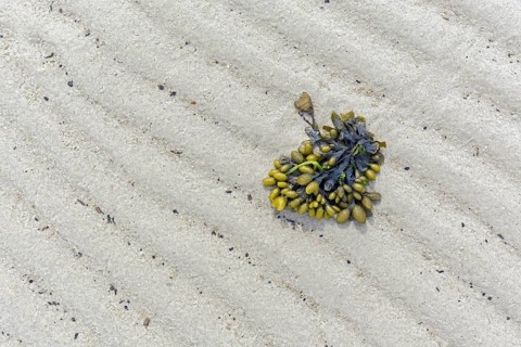 Spiral wrack
