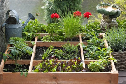 Square foot gardening by planting flowers