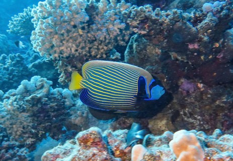 Emperor Angelfish