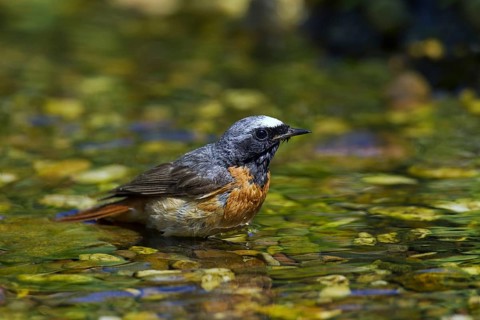 Common redstart