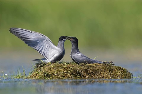 Black tern