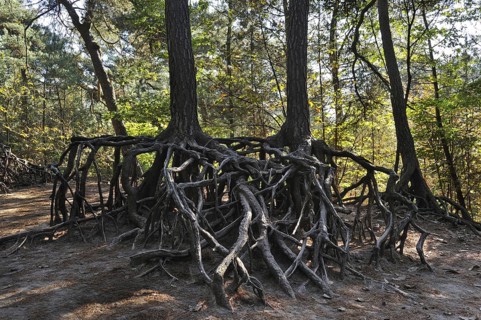 Exposed roots of pine trees due to soil erosion in forest at Kasterlee
