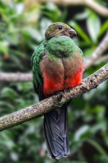 Golden-headed quetzal