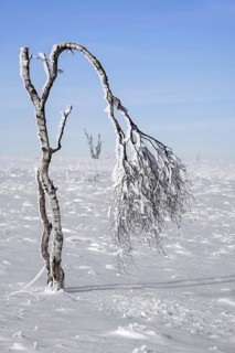 Deformed birch tree covered in frost in winter at the Hoge Venen