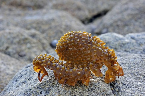 Bulbous holdfast of Furbellow kelp