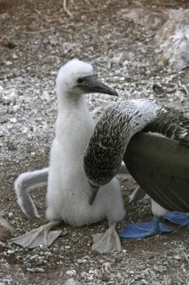 Blue-footed booby