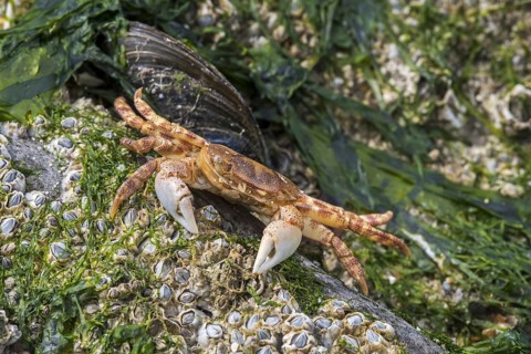 Dead Japanese shore crab