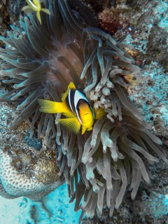 Sea anemone