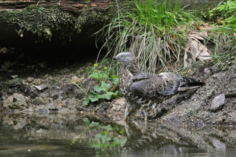 European honey buzzard