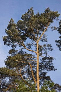 Tree top of Scots Pine