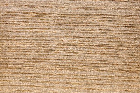 Wood grain of European Ash
