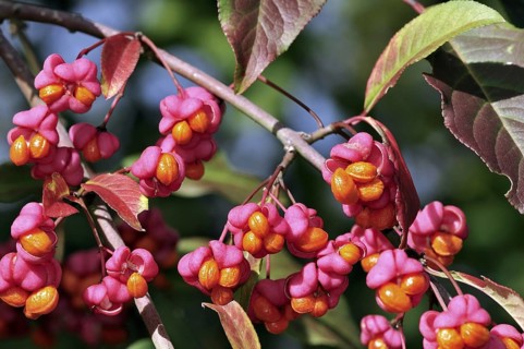 European spindle