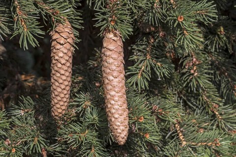 Blue spruce