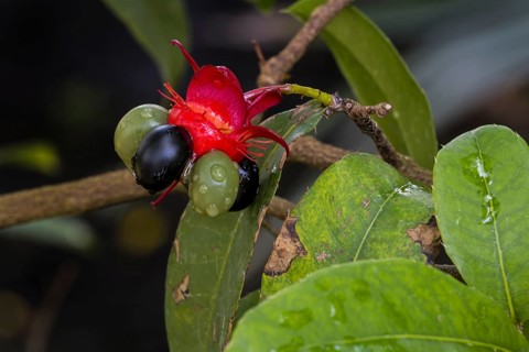 Mickey Mouse plant