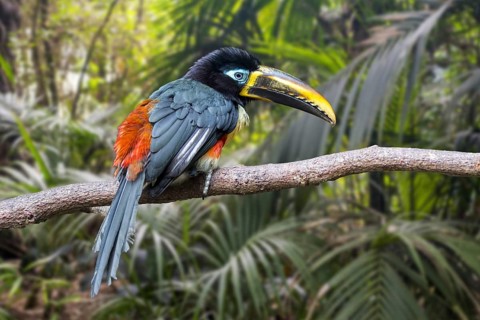 Chestnut-eared aracari