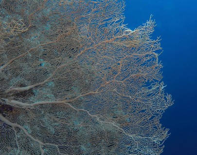 Gorgonian coral