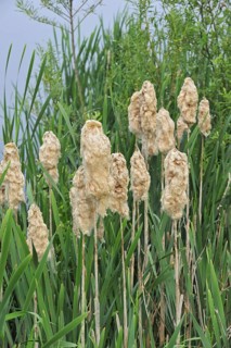 Common Bulrush