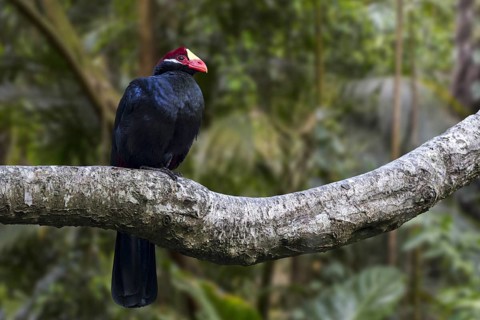 Violet turaco