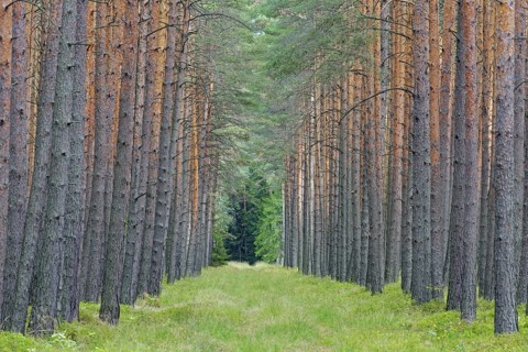Scots Pine