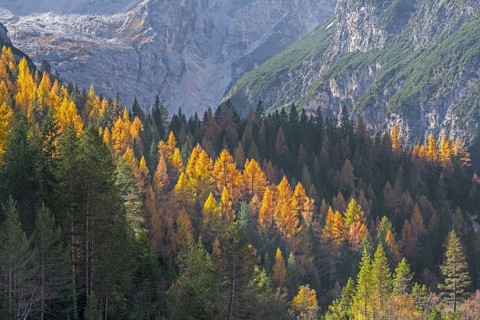 European larch