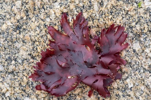 Irish moss