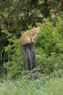 Domestic cat sitting ouside on wooden post of garden fence