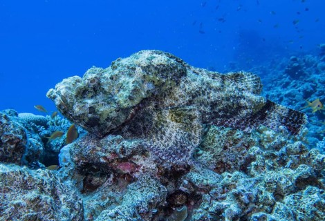 Stonefish