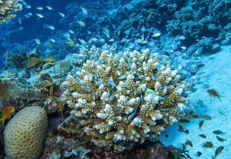 Staghorn coral offers protection to a school of fish