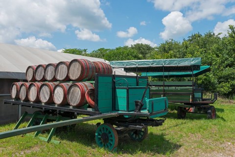 Mata Stud Farm