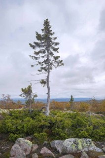 Old Tjikko