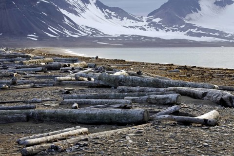 Logs from Siberia washed ashore as driftwood on beach at Svalbard