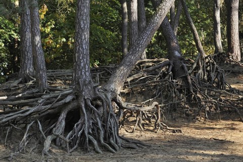 Exposed roots of pine trees due to soil erosion in forest at Kasterlee