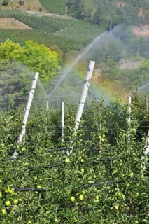Apple tree orchard being sprinkler irrigated at Val di Non