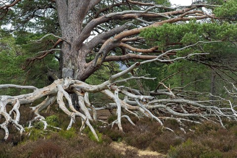 Old Scots pine