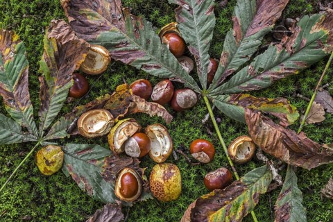 Fallen conkers