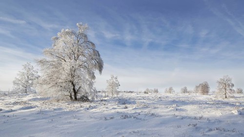 Downy birch